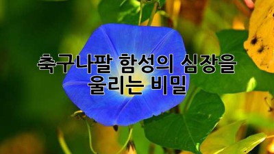 ⚽ 축구나팔: 함성의 🔥심장을 울리는 비밀 📢